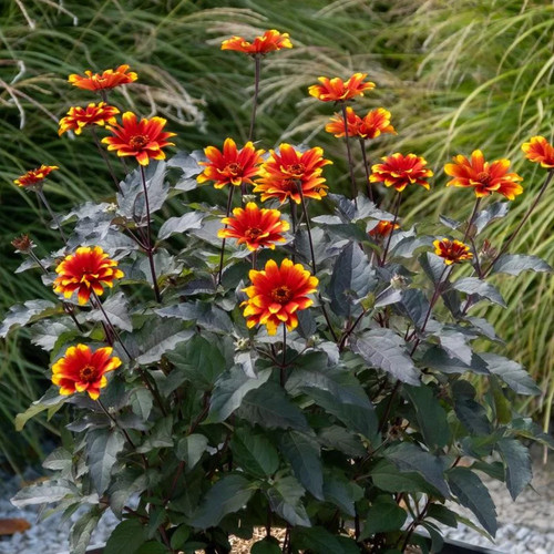 Héliopsis faux héliante - héliopsis, faux-héliante