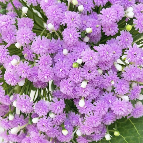 Faux fleurs étoilées avec